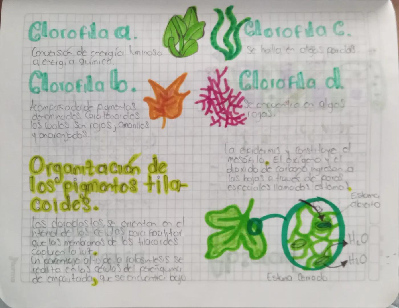 Fisidogía Vegetal

La fotosíntesis.

Único mecanismo do entrada de
Energía para la bosfero Ca
excepció de algunas bactenos
que obtienen ener