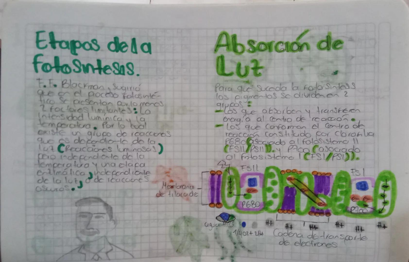 Fisidogía Vegetal

La fotosíntesis.

Único mecanismo do entrada de
Energía para la bosfero Ca
excepció de algunas bactenos
que obtienen ener