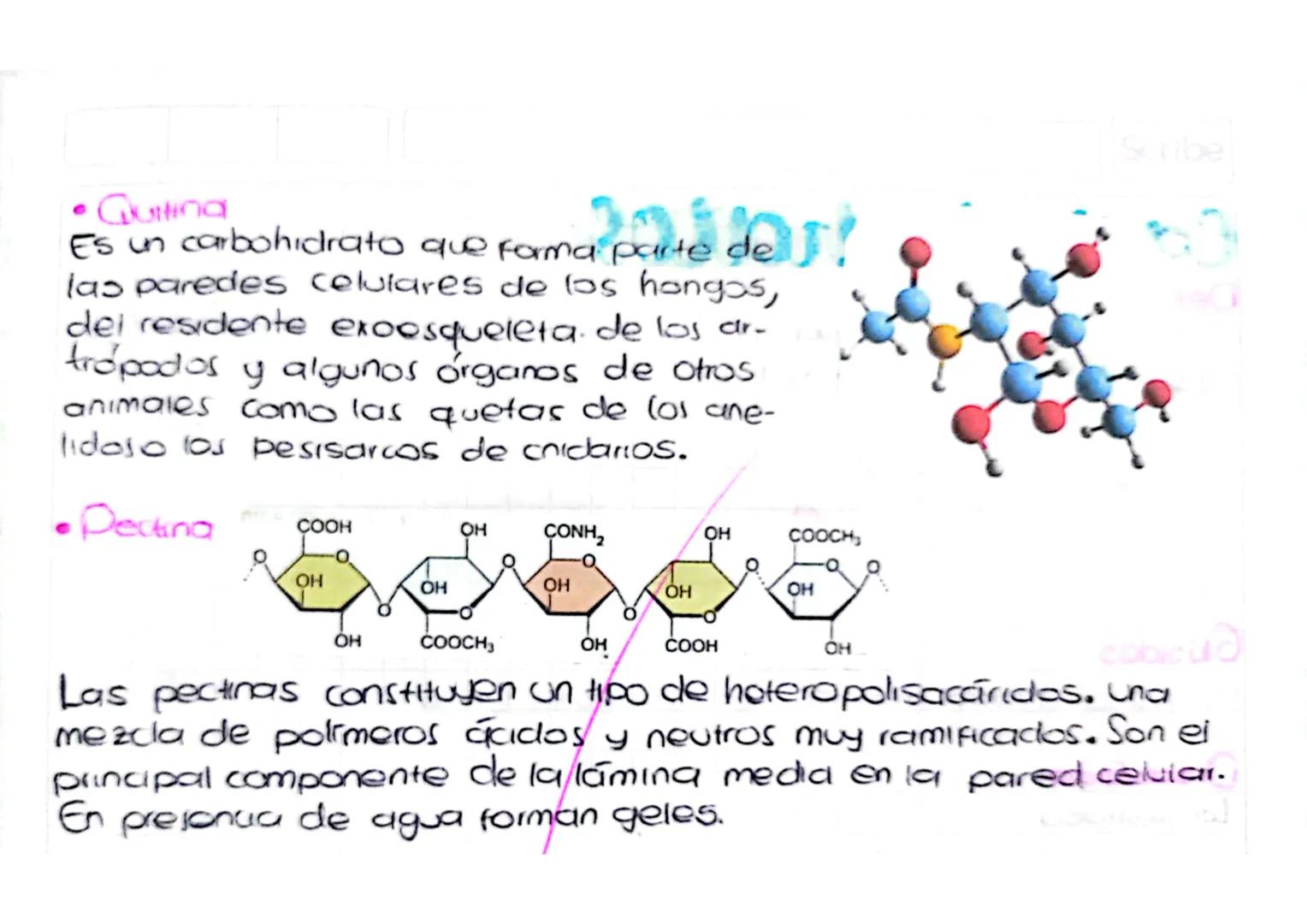 OH
P.
Potsacándos
OH
OH
Los carbohidratos complejos o polisacaridos son
aquellos que contienen más de 10 unidades de
monosacándos, formando 