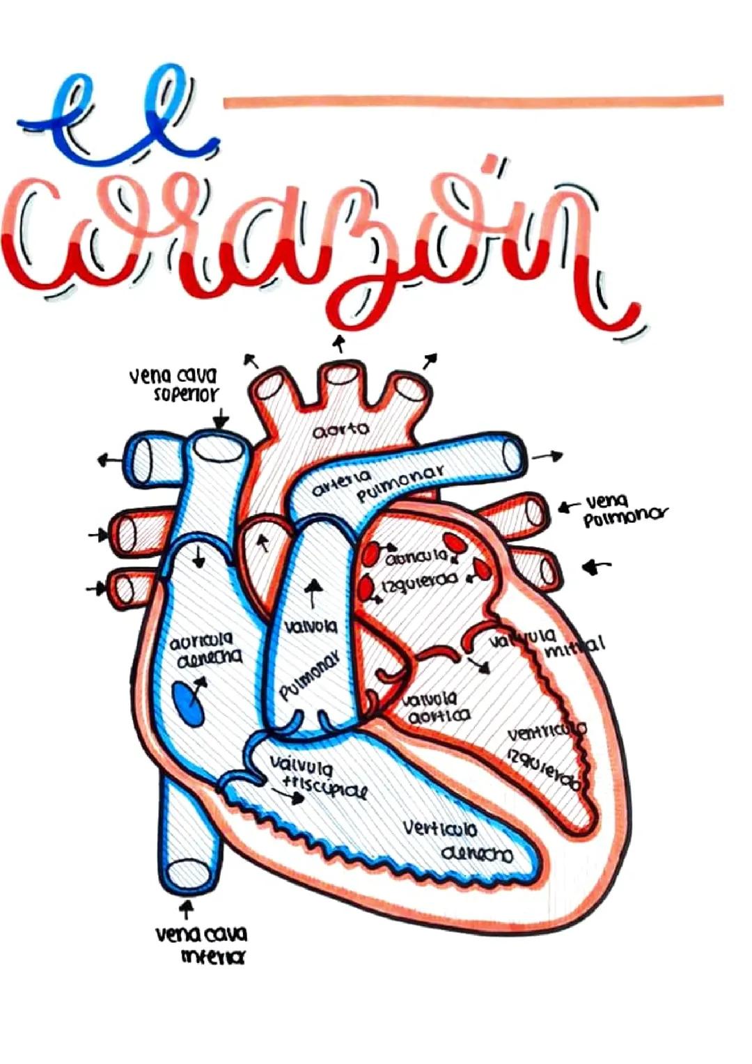 El corazon 