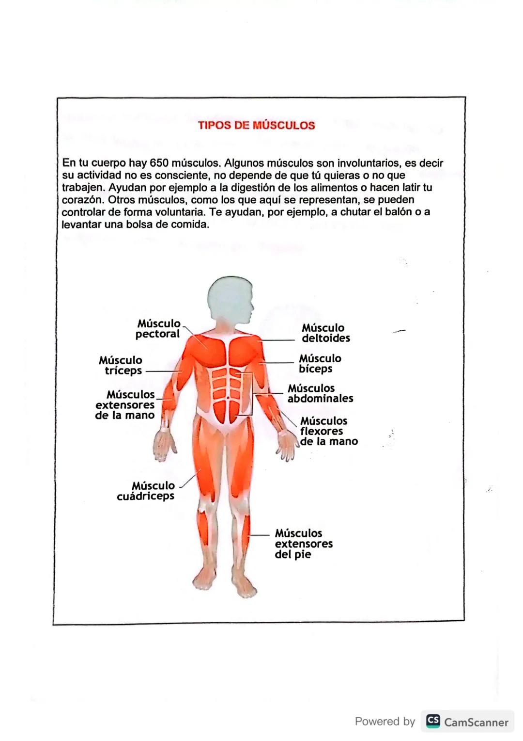 Músculos En El Ser Humano