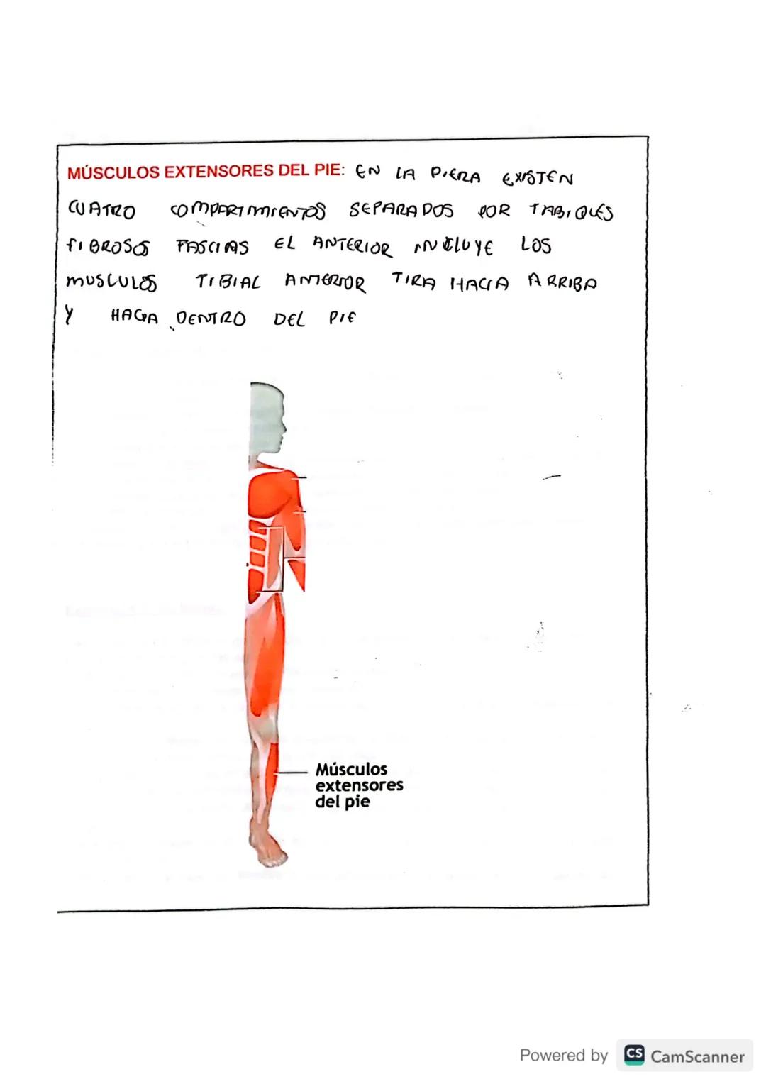 # TIPOS DE MÚSCULOS

En tu cuerpo hay 650 músculos. Algunos músculos son involuntarios, es decir
su actividad no es consciente, no depende d