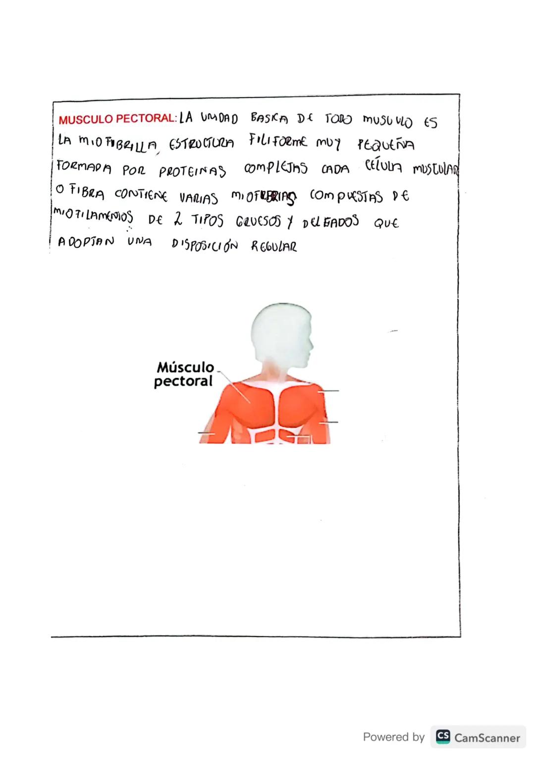 # TIPOS DE MÚSCULOS

En tu cuerpo hay 650 músculos. Algunos músculos son involuntarios, es decir
su actividad no es consciente, no depende d