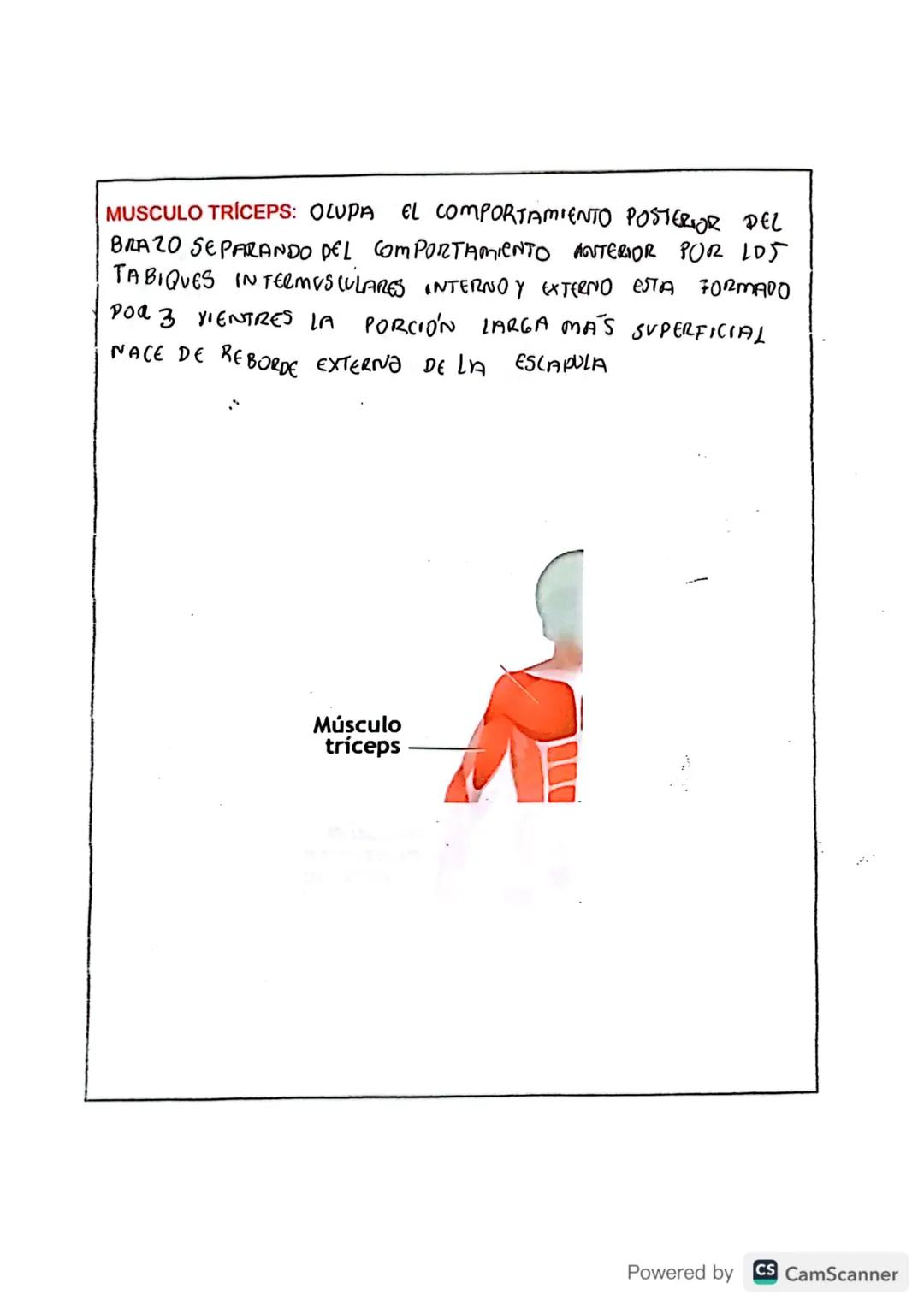 # TIPOS DE MÚSCULOS

En tu cuerpo hay 650 músculos. Algunos músculos son involuntarios, es decir
su actividad no es consciente, no depende d