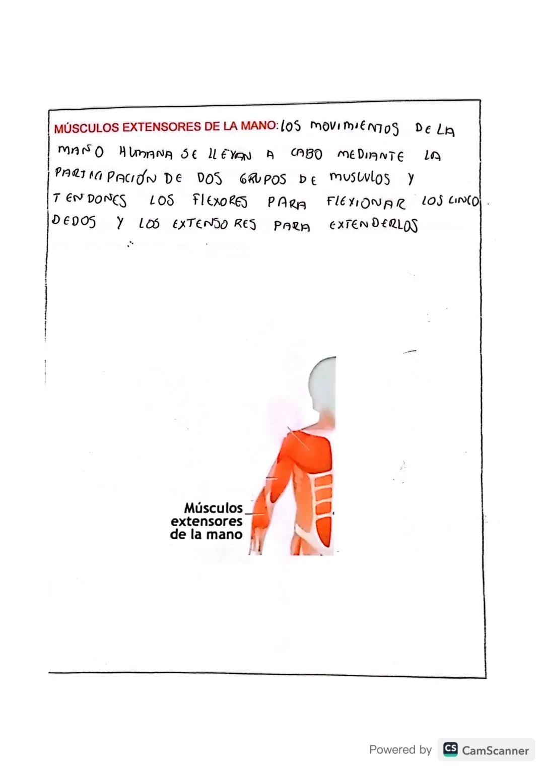 # TIPOS DE MÚSCULOS

En tu cuerpo hay 650 músculos. Algunos músculos son involuntarios, es decir
su actividad no es consciente, no depende d