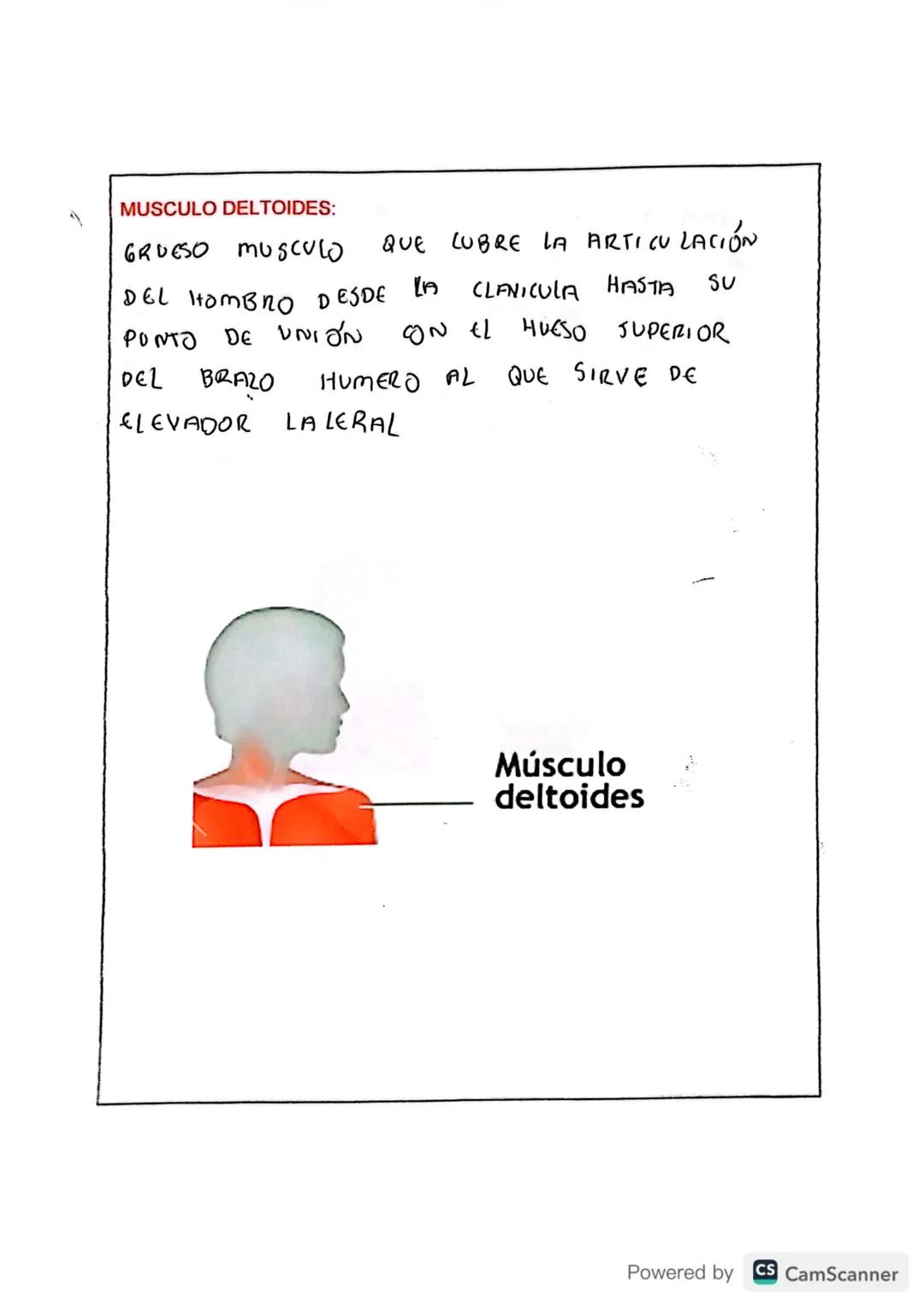 # TIPOS DE MÚSCULOS

En tu cuerpo hay 650 músculos. Algunos músculos son involuntarios, es decir
su actividad no es consciente, no depende d