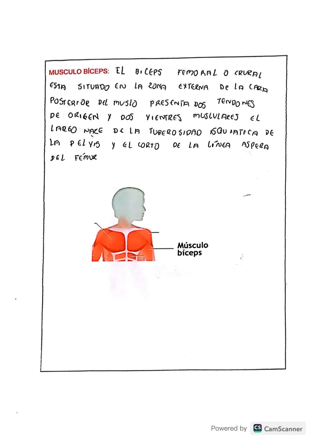 # TIPOS DE MÚSCULOS

En tu cuerpo hay 650 músculos. Algunos músculos son involuntarios, es decir
su actividad no es consciente, no depende d