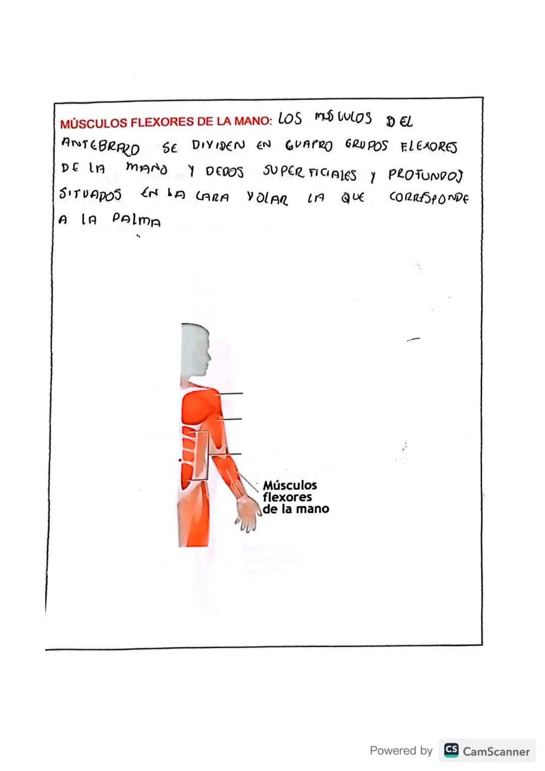 # TIPOS DE MÚSCULOS

En tu cuerpo hay 650 músculos. Algunos músculos son involuntarios, es decir
su actividad no es consciente, no depende d