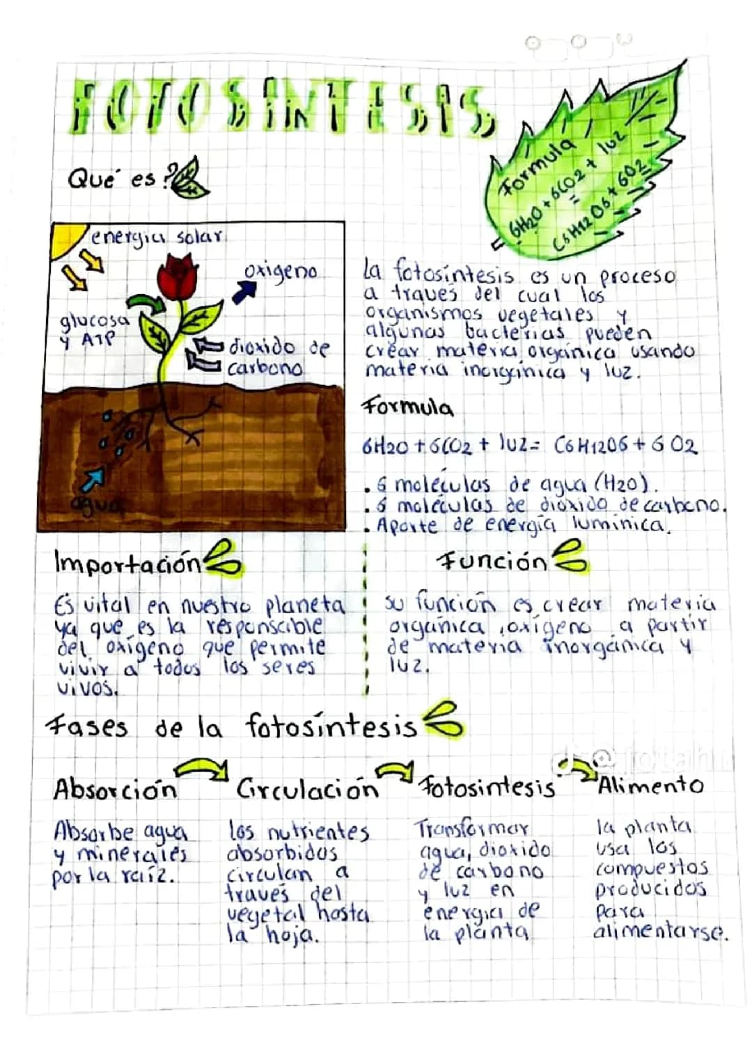 La fotosíntesis 