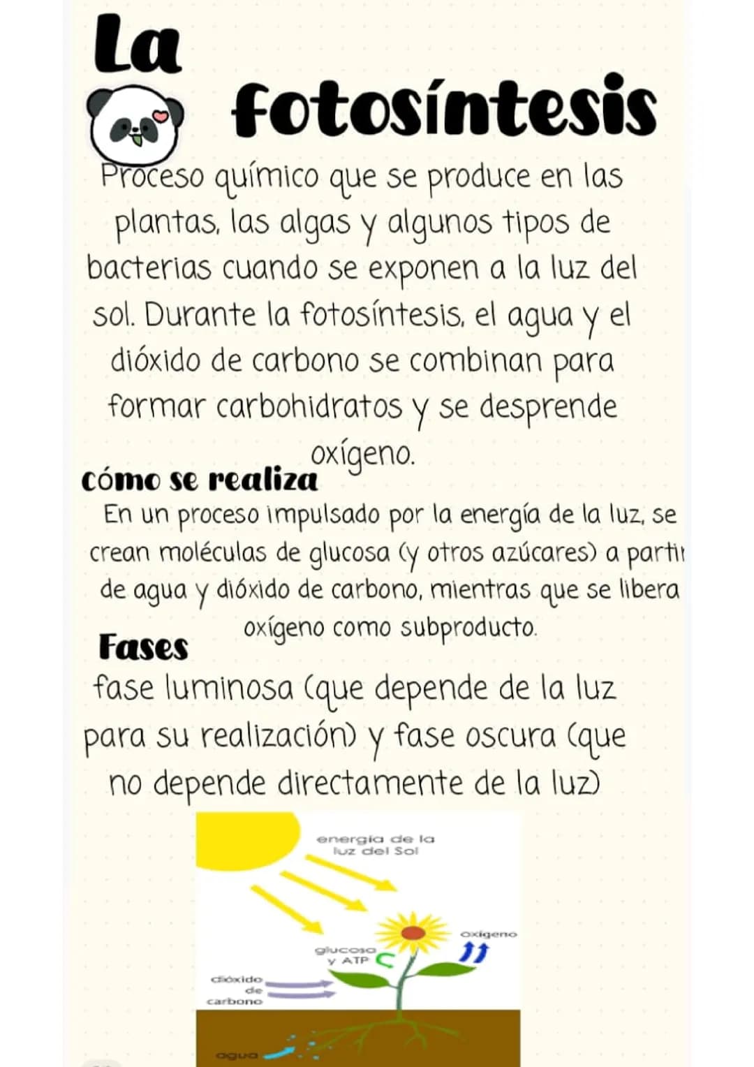 La fotosíntesis 