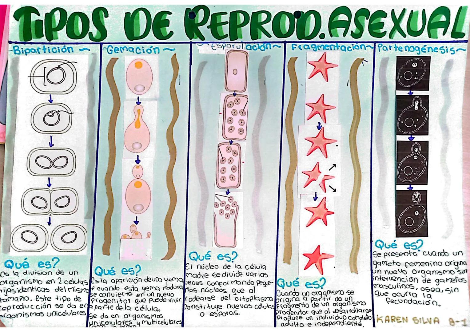 TIPOS DE REPROD.ASEXUAL
Bipartición
Gemación
Esporulacion Fragmentación Partenogenesis
9-0-8-00
Qué es?
s la division de un
Qué es?
Qué es?
