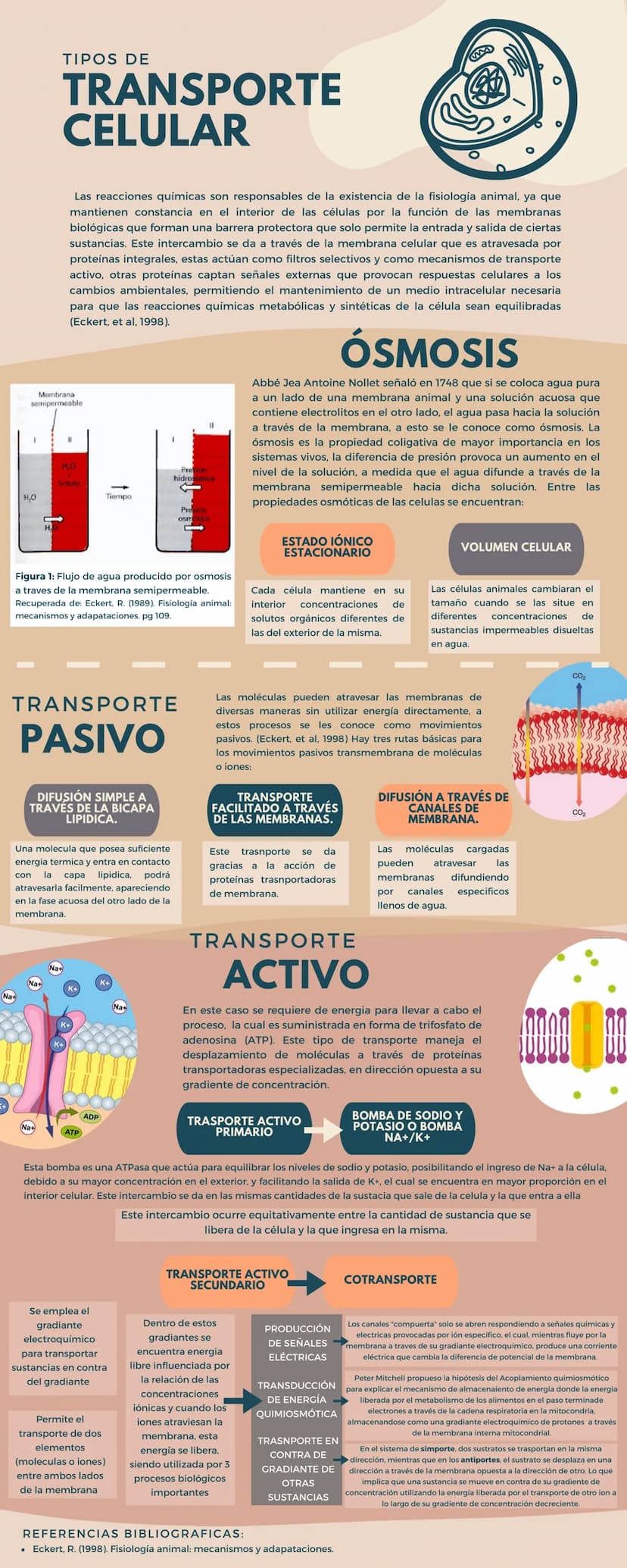 TIPOS DE
TRANSPORTE
CELULAR
Las reacciones químicas son responsables de la existencia de la fisiología animal, ya que
mantienen constancia e