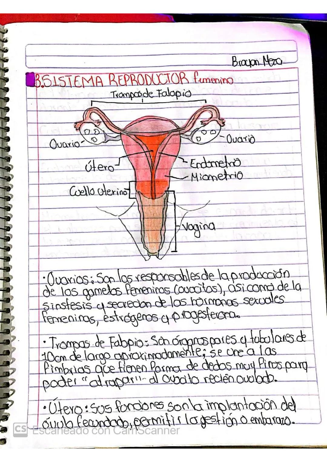 Sistema reproductor femenino
