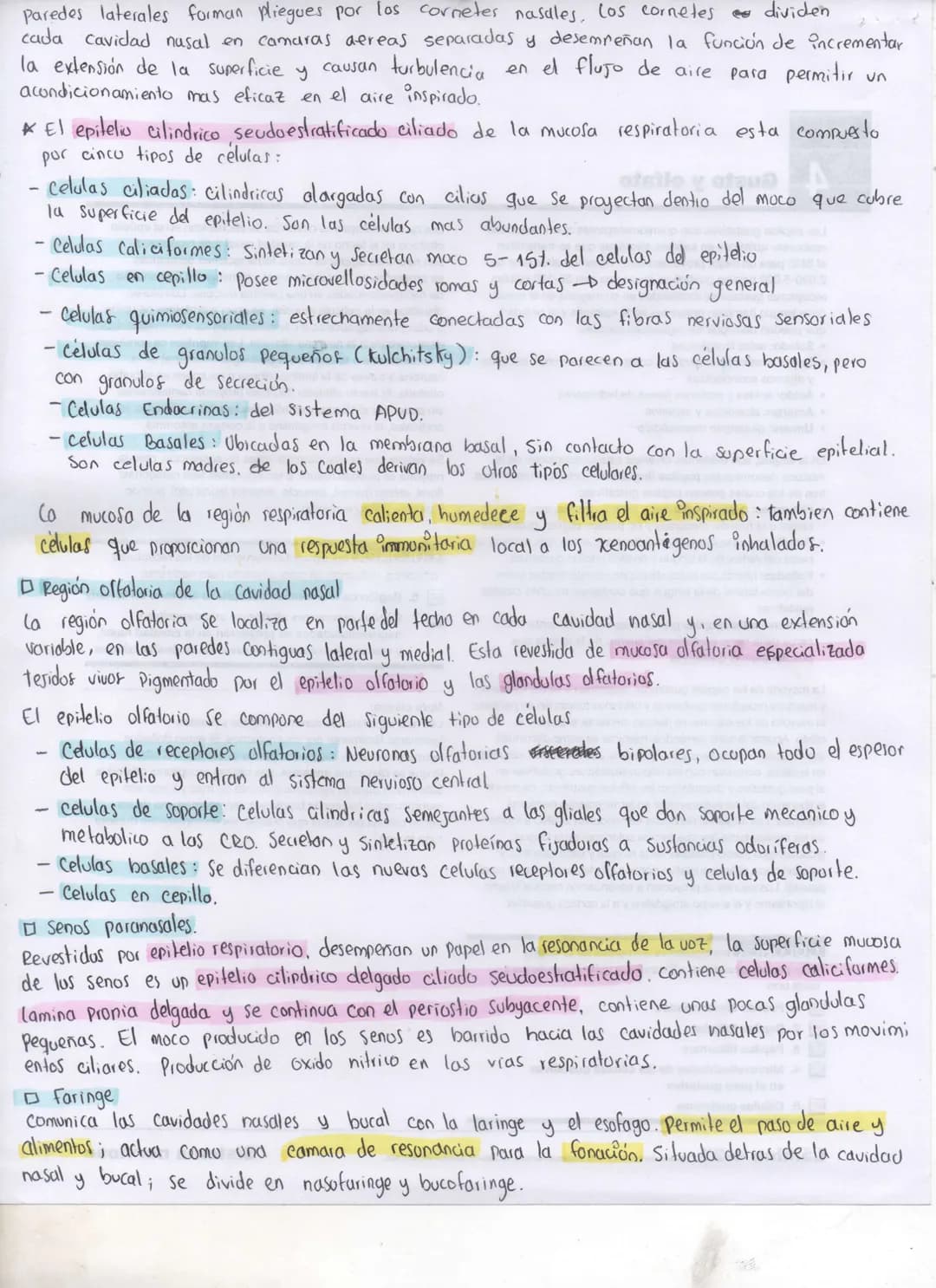 Sistema Respiratorio
- Esta compuesto por dos pulmones y una serie de vías respiratorias que los Comunican con el
exterior. Dentros del pulm