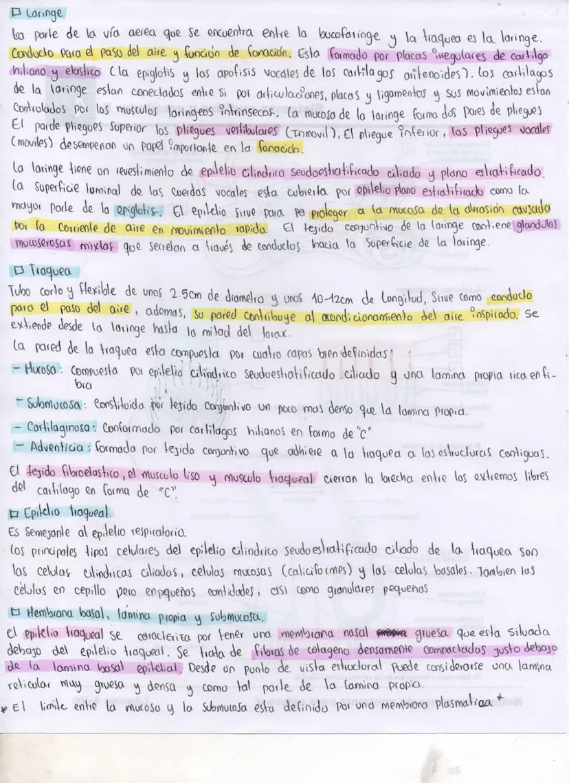 Sistema Respiratorio
- Esta compuesto por dos pulmones y una serie de vías respiratorias que los Comunican con el
exterior. Dentros del pulm