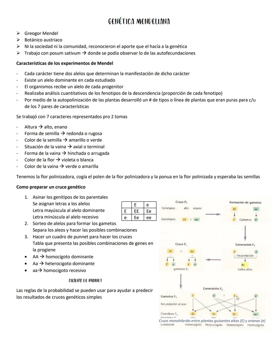 GENÉTICA MENDELIANA
➤ Greogor Mendel
➤
Botánico austriaco
Ni la sociedad ni la comunidad, reconocieron el aporte que el hacía a la genética
