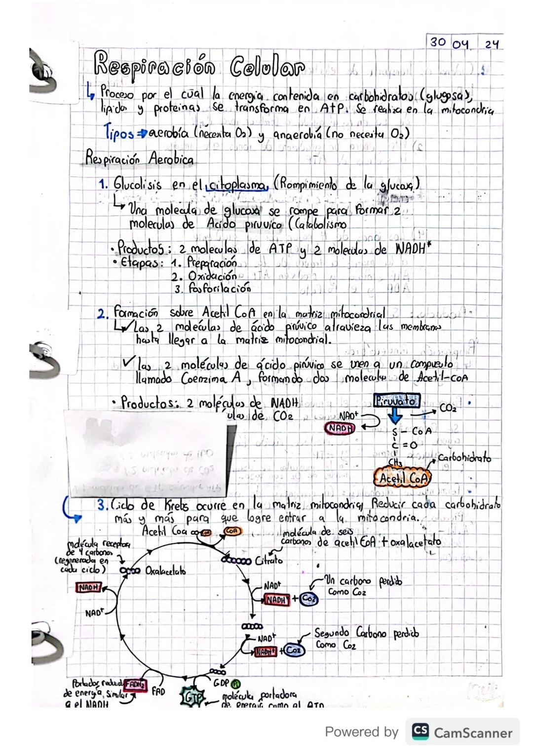 S
Respiración Celular
30 04
24
5.
↳ Proceso por el cual la energia contenida en carbohidratos (glugosa),
lipidos y proteinas se transforma e