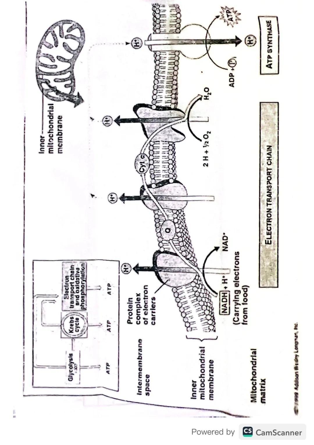 S
Respiración Celular
30 04
24
5.
↳ Proceso por el cual la energia contenida en carbohidratos (glugosa),
lipidos y proteinas se transforma e