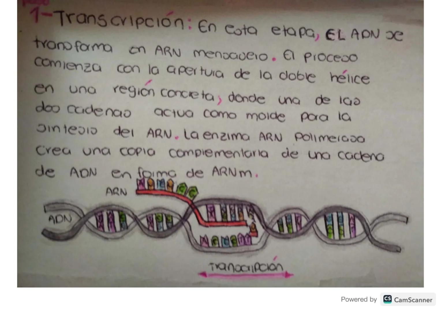 Síntesis de
Proteinas
Powered by CS CamScanner ¿Qué es?
Je
La on teos de proteinas o traducción del ARN
eo el proceso anabolico medionie el 