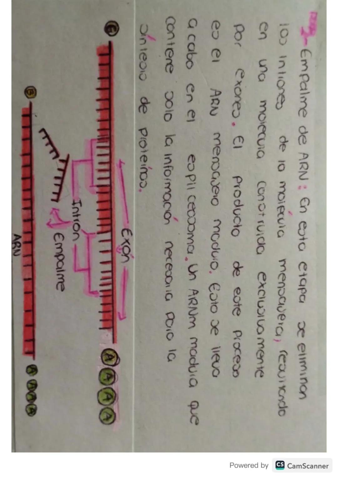 Síntesis de
Proteinas
Powered by CS CamScanner ¿Qué es?
Je
La on teos de proteinas o traducción del ARN
eo el proceso anabolico medionie el 