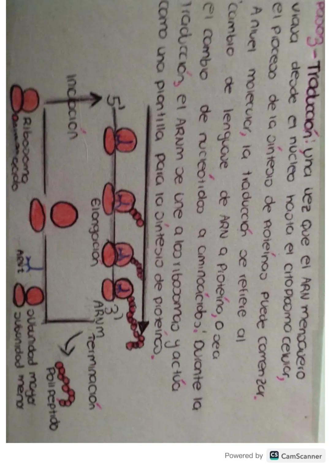 Síntesis de
Proteinas
Powered by CS CamScanner ¿Qué es?
Je
La on teos de proteinas o traducción del ARN
eo el proceso anabolico medionie el 