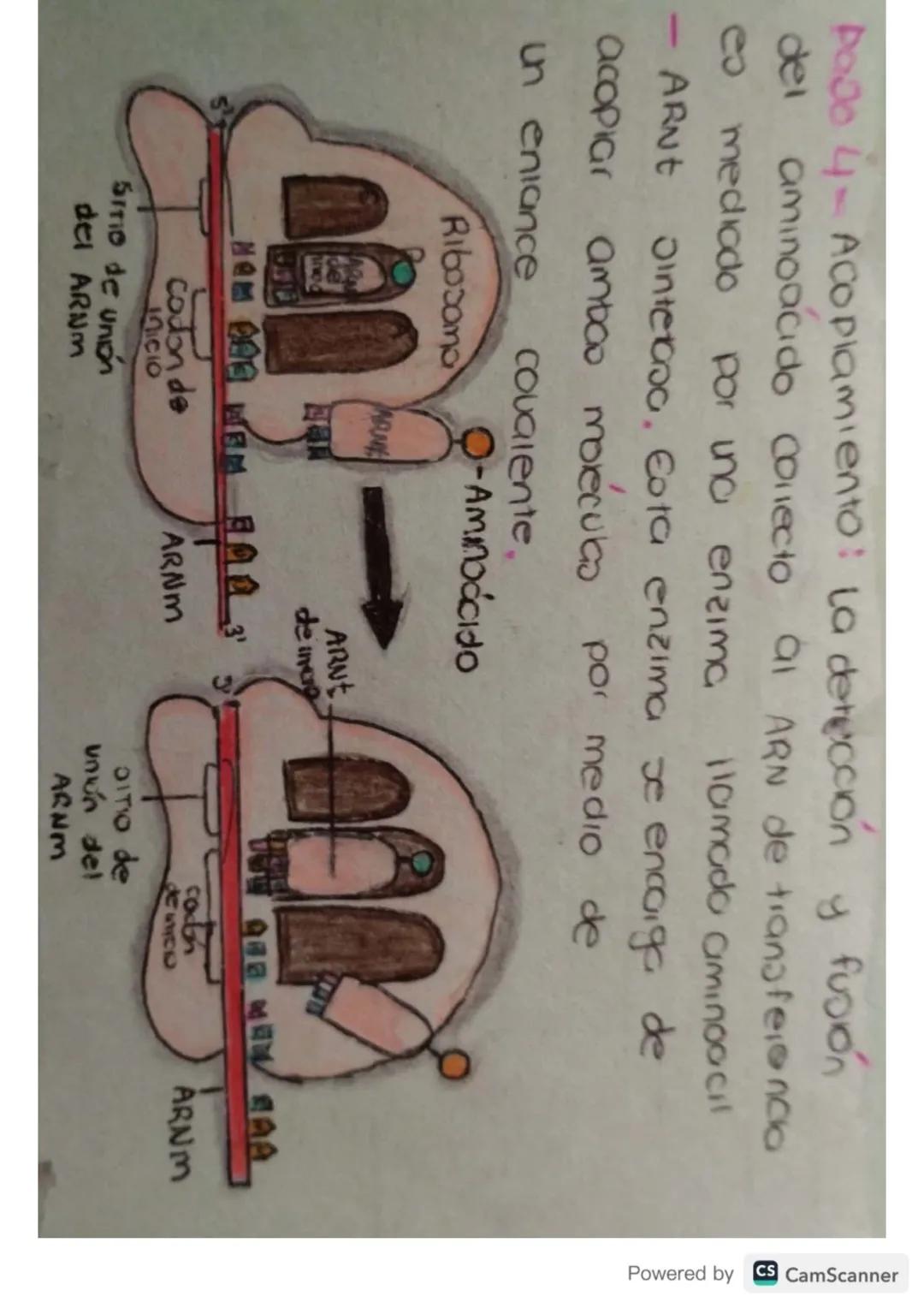Síntesis de
Proteinas
Powered by CS CamScanner ¿Qué es?
Je
La on teos de proteinas o traducción del ARN
eo el proceso anabolico medionie el 