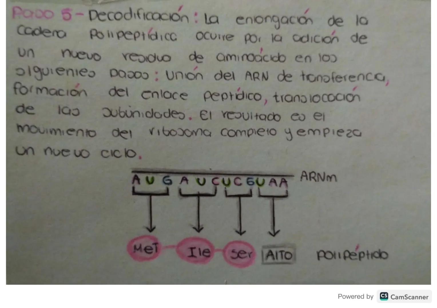 Síntesis de
Proteinas
Powered by CS CamScanner ¿Qué es?
Je
La on teos de proteinas o traducción del ARN
eo el proceso anabolico medionie el 