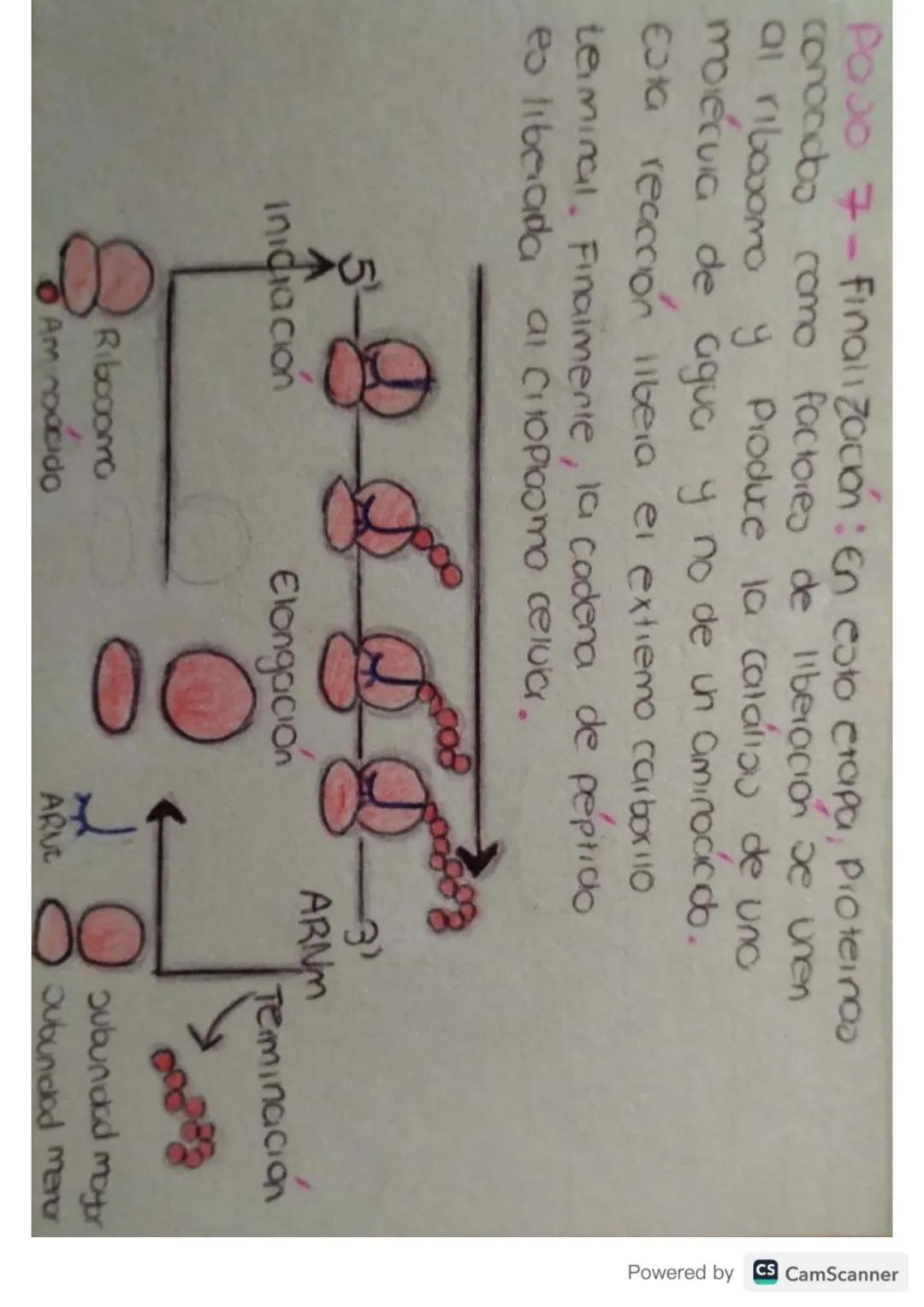 Síntesis de
Proteinas
Powered by CS CamScanner ¿Qué es?
Je
La on teos de proteinas o traducción del ARN
eo el proceso anabolico medionie el 