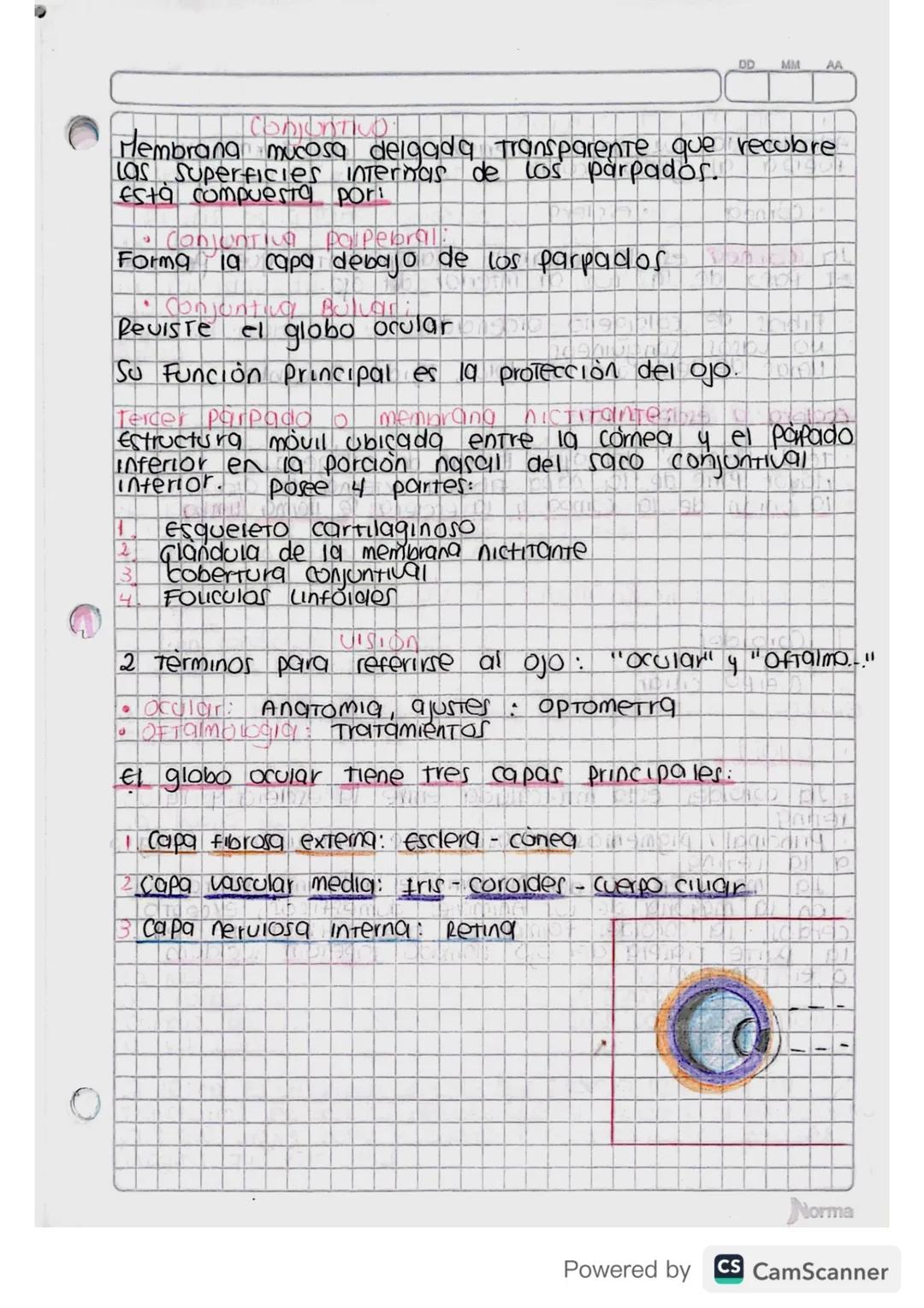 f
1. Parpados:
*   Ubicados sobre la superficie externa.
9
piel mas delgada, movil y flexible dei /
En el borde de la superficie cuerpo.
ext