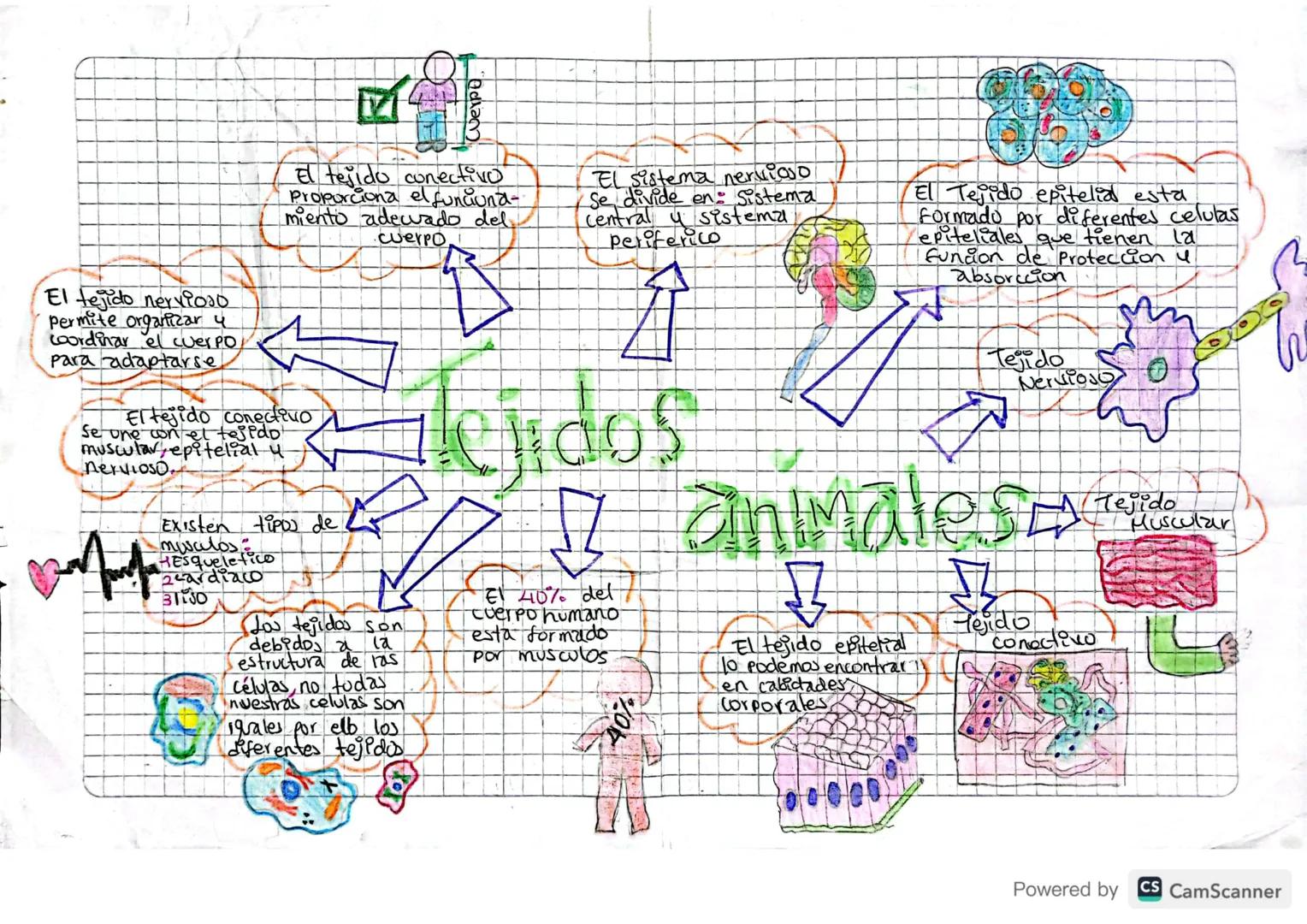El tejido conectivo
Proporciona el funciona-
miento adecuado del.
cuerpo
El sistema nervioso
Se divide en Sistema
Central 4 sistema
Periferi