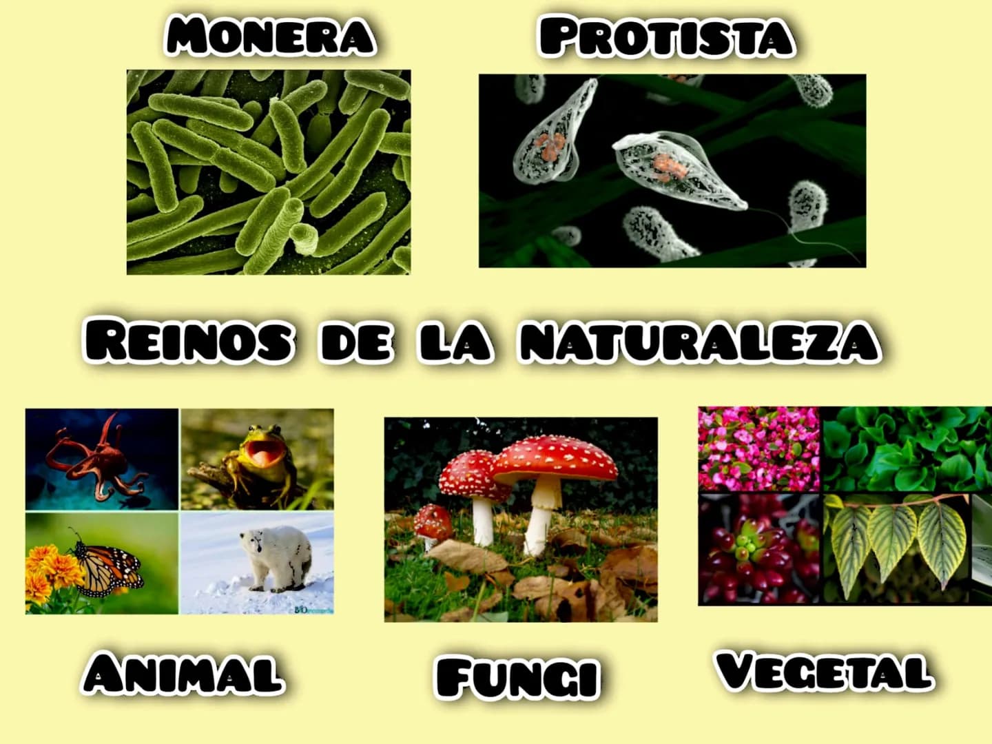 REINOS DE LA NATURALEZA
Reino Monera
- Es el reino de los seres microscopicos, son
Unicelulares así que carecen de núcleo y pueden
Ser encon