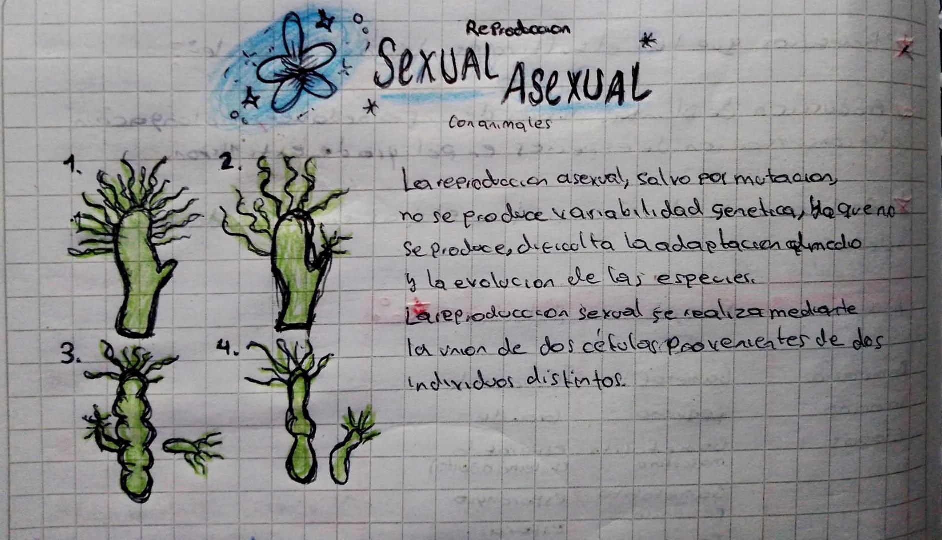 2.
*
ReProduccion
SEXUAL ASEXUAL
Conanimales
Lea reproduccion asexual, salvo por mutacion,
no se produce variabilidad genetica, bo que no
Se
