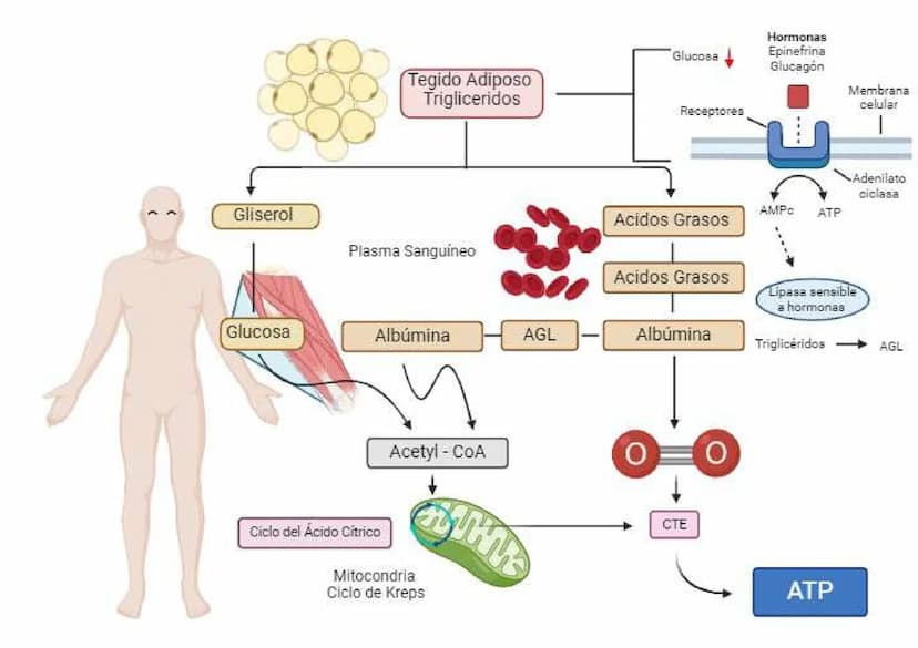 Hormonas
Glucosa
Epinefrina
Glucagón
Tegido Adiposo
Trigliceridos
Membrana
celular
Gliserol
Plasma Sanguíneo
Receptores
Adenilato
ciclasa
AM