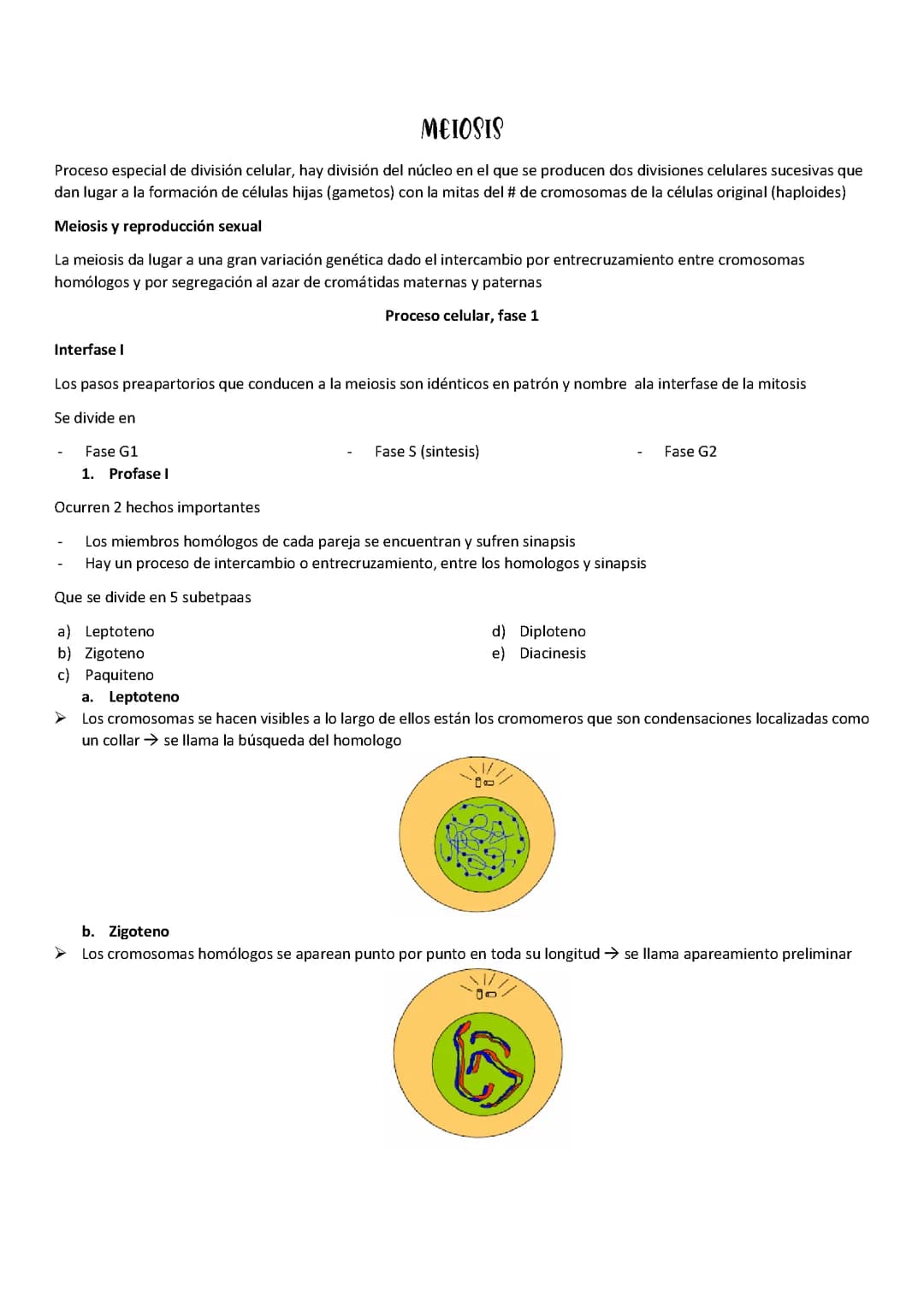 MEIOSIS 