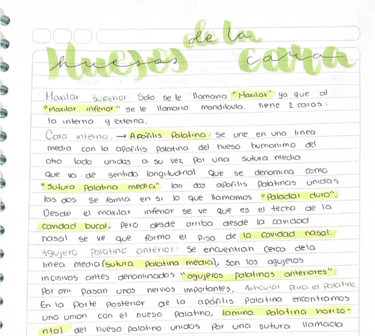 --- OCR Start ---
○○○ de la
h
ама
Maxılar Superior: Solo se le llamaria "Maxilar" ya que al
"Maxilar inferior" se le llamaria mandibula. Tie
