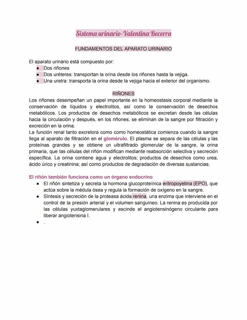 Sistema urinario-Valentina Becerra
FUNDAMENTOS DEL APARATO URINARIO
El aparato urinario está compuesto por:
• Dos riñones
Dos uréteres: tran