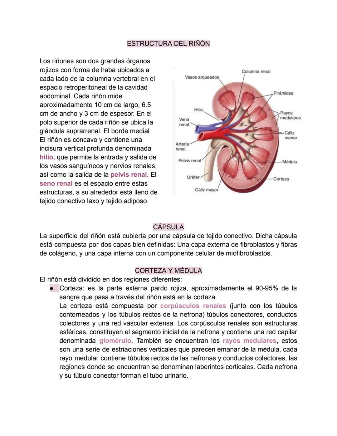 Sistema urinario-Valentina Becerra
FUNDAMENTOS DEL APARATO URINARIO
El aparato urinario está compuesto por:
• Dos riñones
Dos uréteres: tran