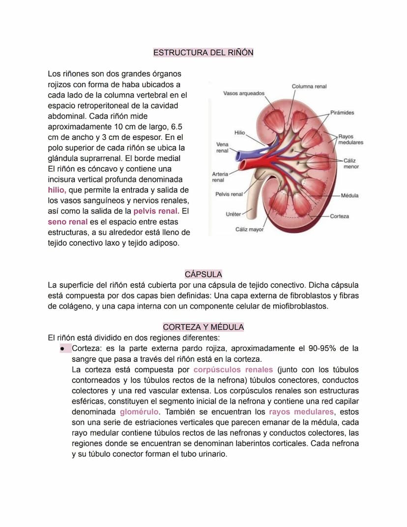 Sistema urinario-Valentina Becerra
FUNDAMENTOS DEL APARATO URINARIO
El aparato urinario está compuesto por:
• Dos riñones
Dos uréteres: tran
