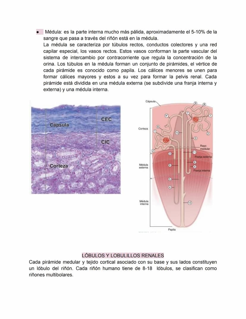 Sistema urinario-Valentina Becerra
FUNDAMENTOS DEL APARATO URINARIO
El aparato urinario está compuesto por:
• Dos riñones
Dos uréteres: tran