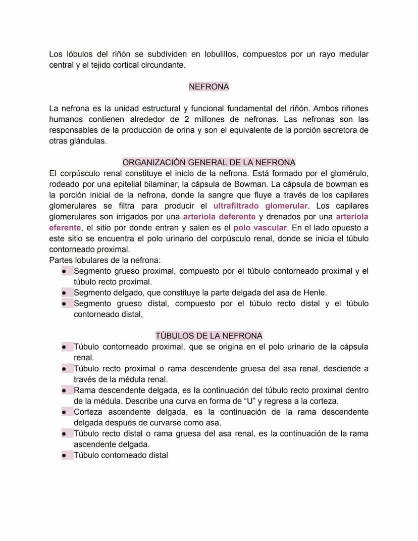 Sistema urinario-Valentina Becerra
FUNDAMENTOS DEL APARATO URINARIO
El aparato urinario está compuesto por:
• Dos riñones
Dos uréteres: tran