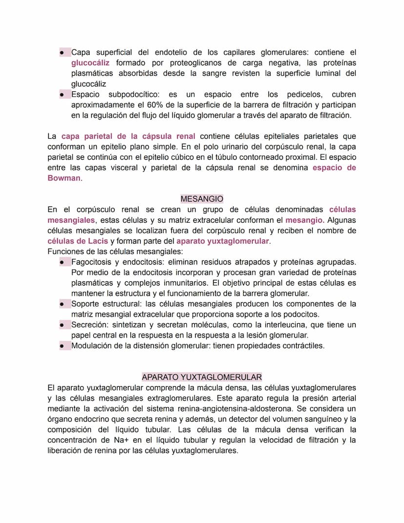 Sistema urinario-Valentina Becerra
FUNDAMENTOS DEL APARATO URINARIO
El aparato urinario está compuesto por:
• Dos riñones
Dos uréteres: tran