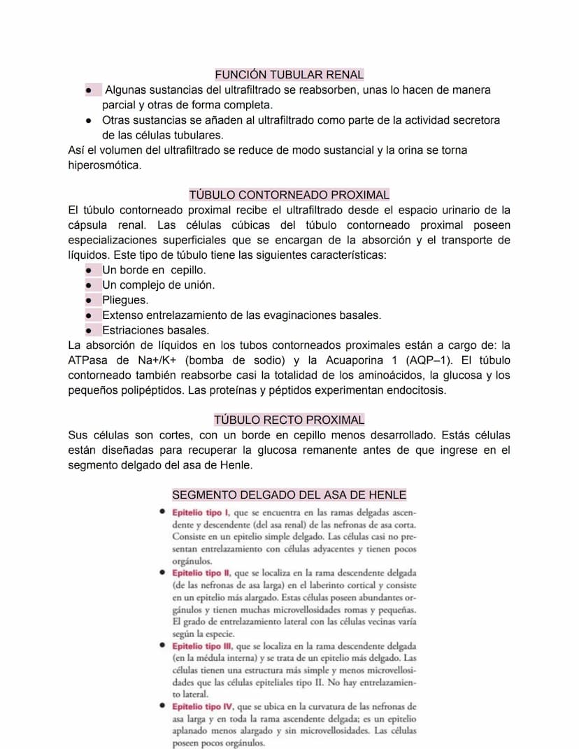 Sistema urinario-Valentina Becerra
FUNDAMENTOS DEL APARATO URINARIO
El aparato urinario está compuesto por:
• Dos riñones
Dos uréteres: tran