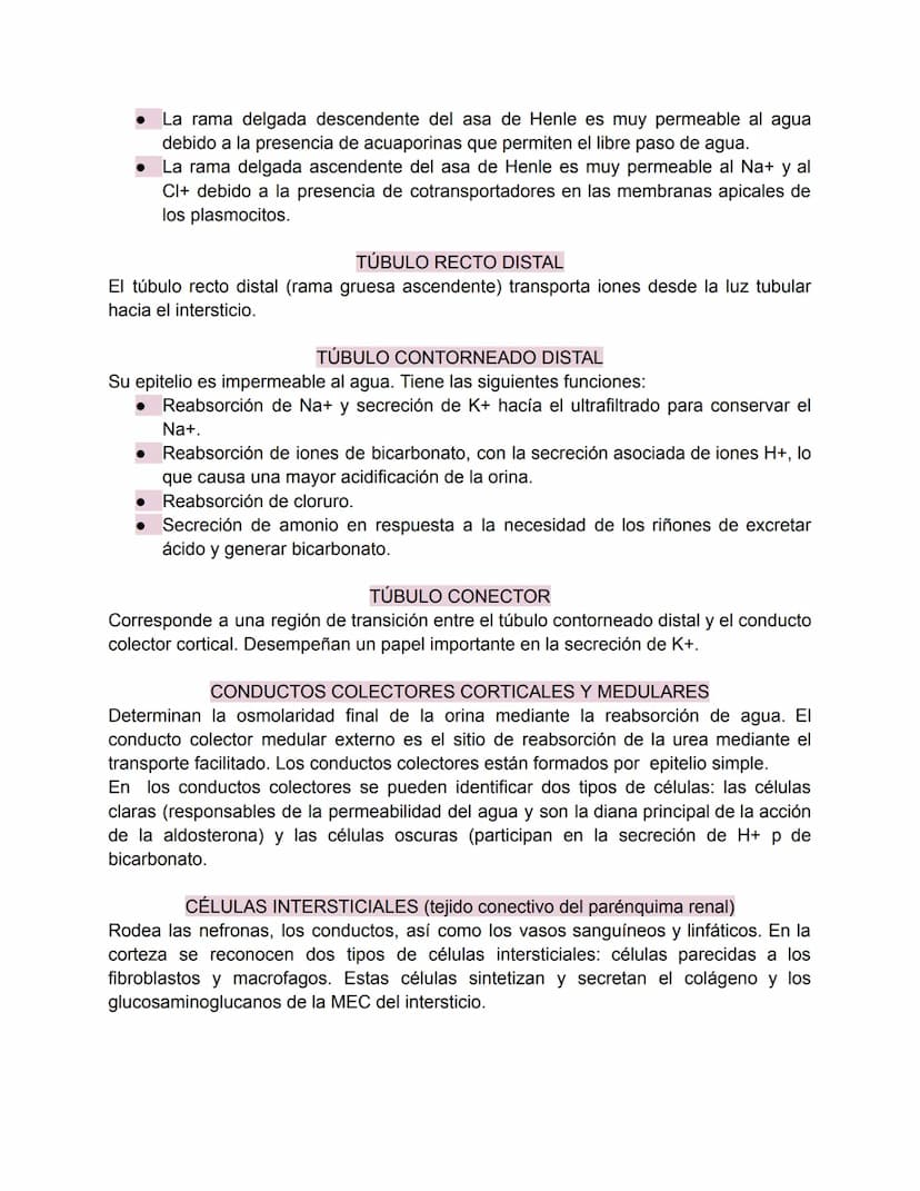 Sistema urinario-Valentina Becerra
FUNDAMENTOS DEL APARATO URINARIO
El aparato urinario está compuesto por:
• Dos riñones
Dos uréteres: tran