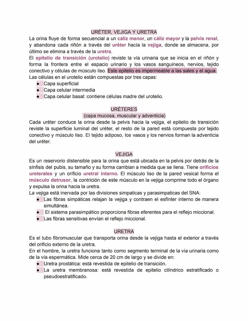Sistema urinario-Valentina Becerra
FUNDAMENTOS DEL APARATO URINARIO
El aparato urinario está compuesto por:
• Dos riñones
Dos uréteres: tran