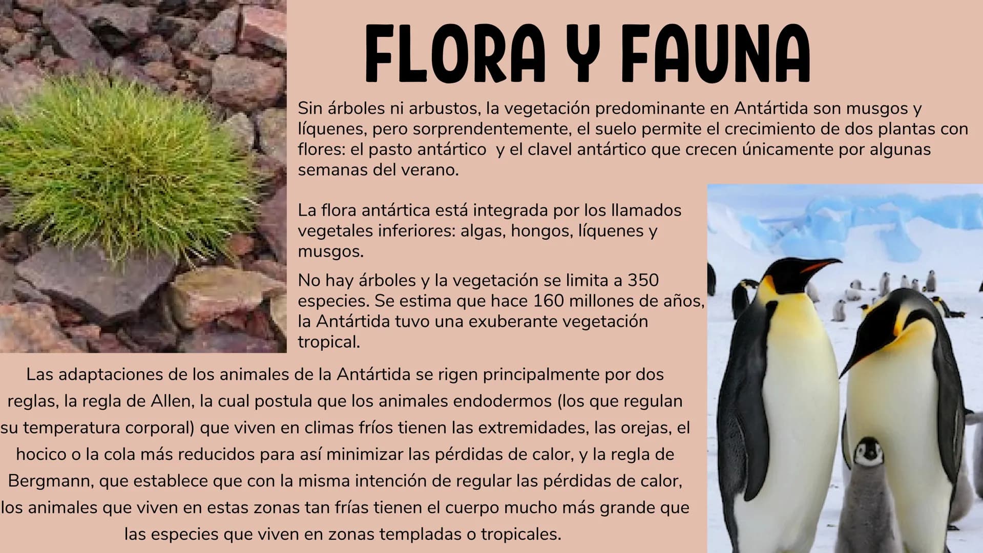 ANTÁRTIDA....
La Antártida se ubica casi en su totalidad
por debajo del Círculo Polar Antártico, en
el hemisferio sur. Su área total cubre u