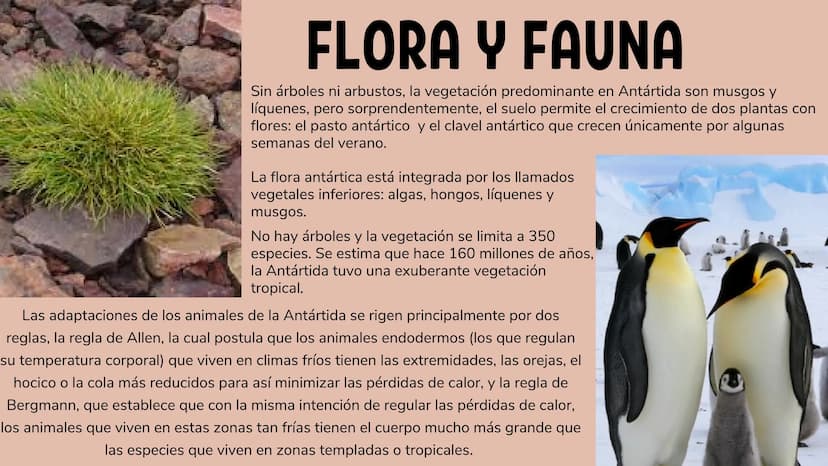ANTÁRTIDA....
La Antártida se ubica casi en su totalidad
por debajo del Círculo Polar Antártico, en
el hemisferio sur. Su área total cubre u
