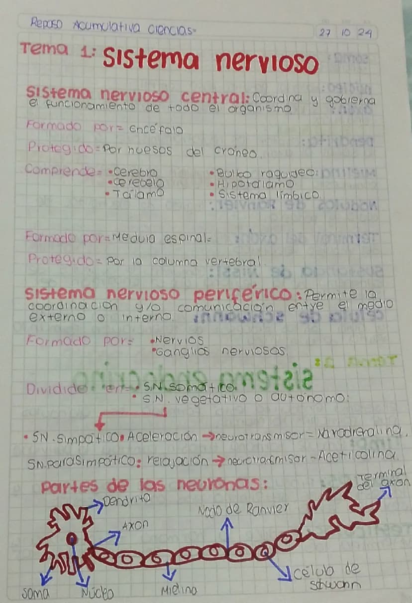 Reposo Acumulativa ciencias-
Tema 1: Sistema nervioso
27
1024
Sistema nervioso central: Coordina y gobierna
el funcionamiento de todo el org