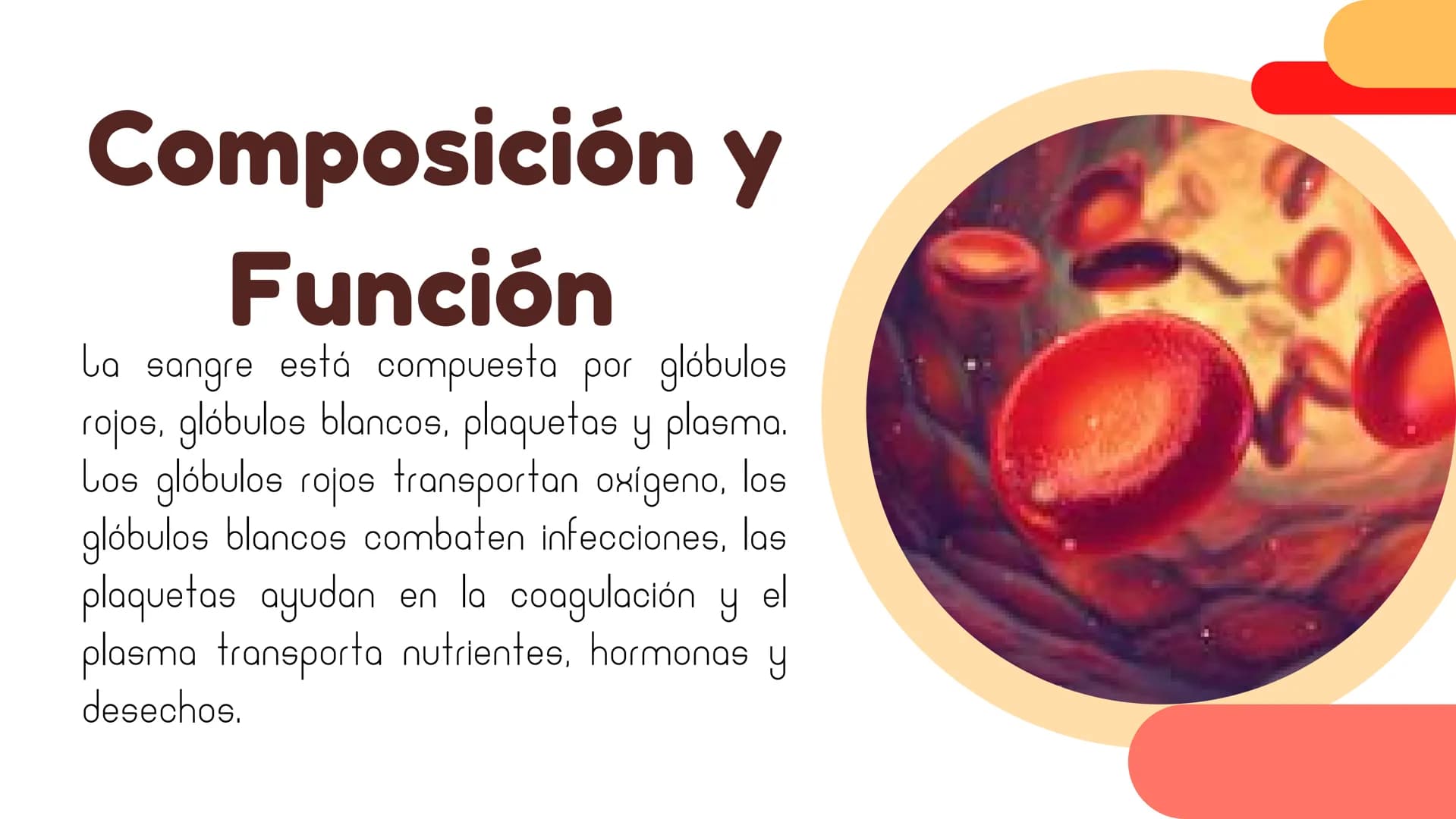 La Sangre:
El fluido Vital Composición y
Función
La sangre está compuesta por glóbulos
rojos, glóbulos blancos, plaquetas y plasma.
Los glób