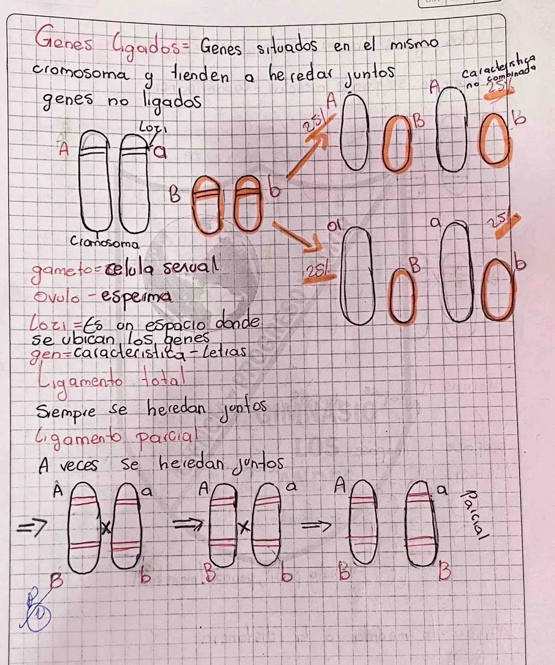 Genes Gigados - Genes situados en el mismo
cromosoma y tienden a he redar juntos
genes no ligados

Q
A
Caracteristica
no comp
B
000010000
A
