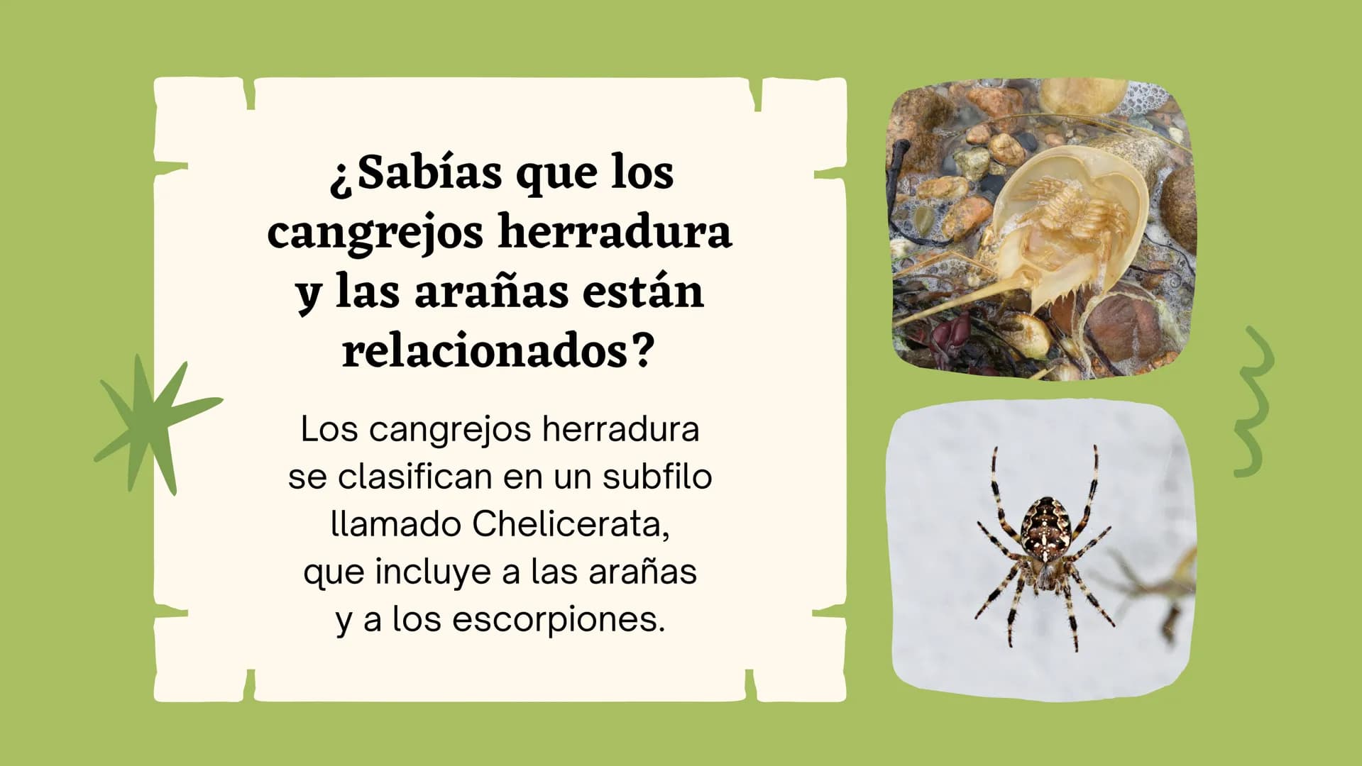 Clasificando
organismos
¿Cómo y por qué agrupamos
a los seres vivos?
いい
111 Enfoque de hoy
Clasificación
El rol de la clasificación
Herramie